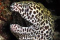 Close-up of a Juvenile Honeycomb Moray