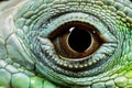 Close up of a juvenile iguana