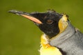 Close up of a juvenile king penguin with molting feathers against green background Royalty Free Stock Photo