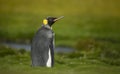 Close up of a juvenile king penguin with molting feathers Royalty Free Stock Photo