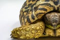 Juvenile Leopard Tortoise Stigmochelys pardalis on white background Royalty Free Stock Photo