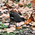 A close up of a Juvenile Moorhen