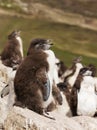 Close up of a juvenile rockhopper penguin on rock Royalty Free Stock Photo