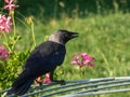 Close-up of the Juvenile of the Western jackdaw or European jackdaw Coloeus monedula with black and grey plumage standing on the Royalty Free Stock Photo