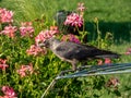 Close-up of the Juvenile of the Western jackdaw or European jackdaw Coloeus monedula with black and grey plumage standing on the Royalty Free Stock Photo