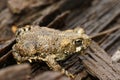 Close up on a juvenile Western toad, Anaxyrus boreas, sitting on the forest floor Royalty Free Stock Photo