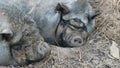 close up video of two gascon pigs sleeping in mud, porc gascon