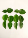 close-up of kaffir lime leaves on a white background