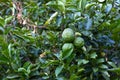 Close-up on kaffir limes in a tree