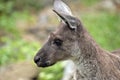 Kangaroo-Island kangaroo joey Royalty Free Stock Photo