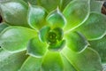 Close up of Kalanchoe blossfeldiana