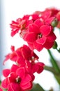 Close up of Kalanchoe flowers on white background, vertical