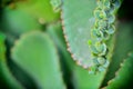 Close up of Kalanchoe pinnata plant Royalty Free Stock Photo