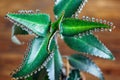Close up of Kalanchoe pinnata plant. Bryophyllum daigremontianum, also called Mother of Thousands, Alligator Plant.