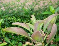 Close Up Kalanchoe pinnata plant. Royalty Free Stock Photo