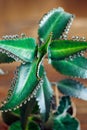 Close up of Kalanchoe pinnata plant. Royalty Free Stock Photo