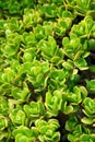 Close up of Kalanchoe - succulent