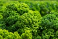 close up on Kale. Green vegetable leaves, healthy eating, vegetarian food.