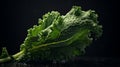 Realistic Kale Leaf On Dark Minimalist Background - 8k Commercial Photography