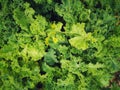 Close up on kale leaves Royalty Free Stock Photo