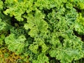Close up on kale leaves Royalty Free Stock Photo