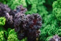 Close up on Kale. purple vegetable leaves, healthy eating, vege