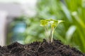 Close up of kale sprout growth on the soil