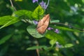 A close up of Kallima inachus, the orange oakleaf butterfly on leaf with blurred green natural background