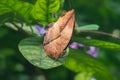 A close up of Kallima inachus, the orange oakleaf butterfly on leaf with blurred green natural background