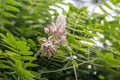 Kan Pai Mahidol flower is a type of vine named Afgekia mahidolae Burtt et Chermsir.A White and purple flower in Thailand.