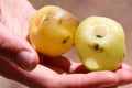 Close up of a Kandoo . Fruits lying on hand