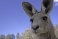 Close up of Kangaroo