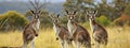 close-up of a kangaroo on a nature background Royalty Free Stock Photo