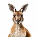 Close-up Kangaroo: A Sharp And Clever Humor In Maia Flore\'s Style