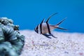 Close up of Kaudern`s Cardinalfish or Longfin Cardinalfish at Thailand Ocean