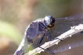 CLose up of Keeled Skimmer Dragonfly, Orthetrum coerulescens Royalty Free Stock Photo