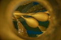 Close up of kelp bladder