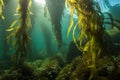 close-up of kelp forest, with single strand and delicate fronds