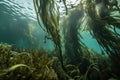 close-up of kelp forest, with single strand and delicate fronds