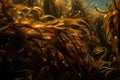 close-up of kelp forest, with single strand and delicate fronds