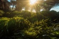 close-up of kelp forest, with water droplets and sunlight filtering through the seaweed Royalty Free Stock Photo