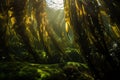 close-up of kelp forest, with water droplets and sunlight filtering through the seaweed Royalty Free Stock Photo