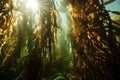 close-up of kelp forest, with water droplets and sunlight filtering through the seaweed Royalty Free Stock Photo