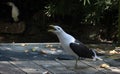 Close-up of a Kelp Gull (Larus dominicanus)