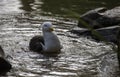 Close -up of a Kelp Gull (Larus dominicanus) in Sydney