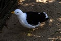 Close -up of Kelp Gull (Larus dominicanus) in Sydney