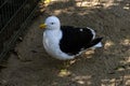 Close -up of Kelp Gull (Larus dominicanus) in Sydney