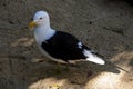 Close -up of Kelp Gull (Larus dominicanus) in Sydney