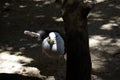 Close -up of Kelp Gull (Larus dominicanus) in Sydney