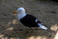 Close -up of Kelp Gull (Larus dominicanus) in Sydney